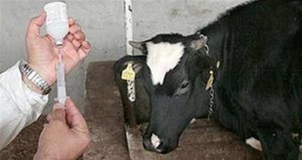 Биомицин для коров