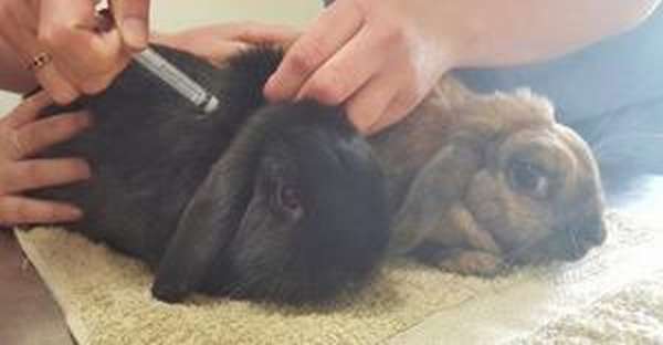 Лечение кроликов самостоятельно