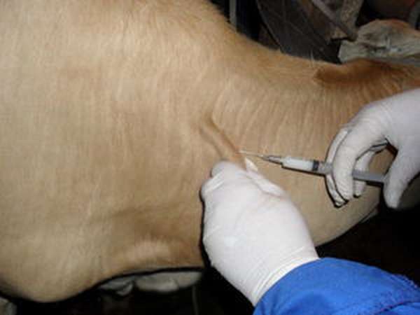 Лечение рогатого скота