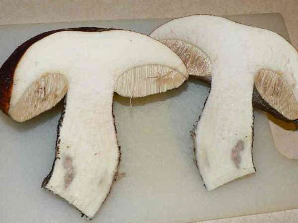 Разрезанный гриб