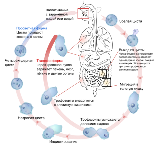 Попадание и размножение амебы в желудочно-кишечном тракте