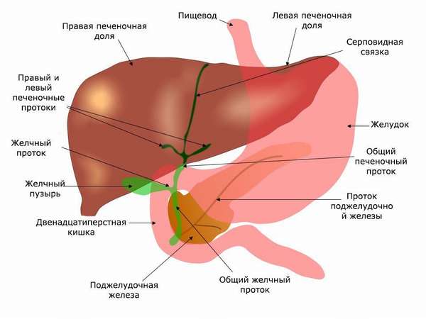 Печень