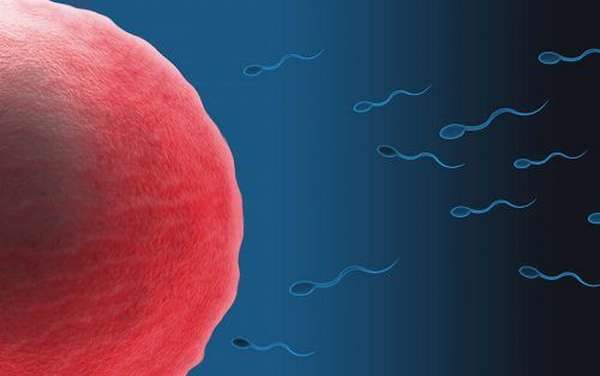 Сперматозоиды направляются к яйцеклетке