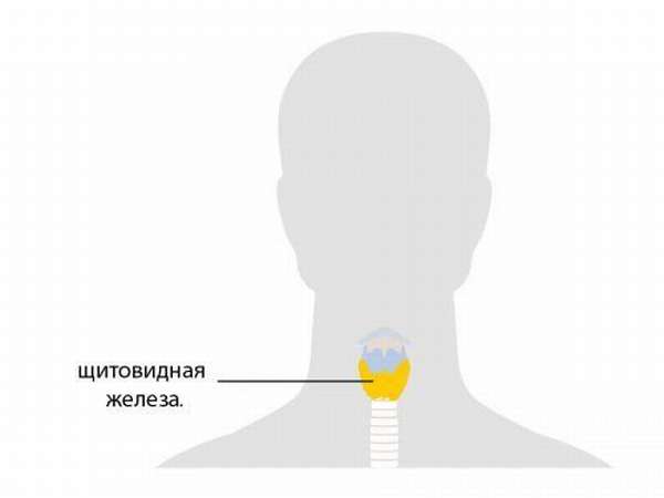 Где расположена щитовидная железа?