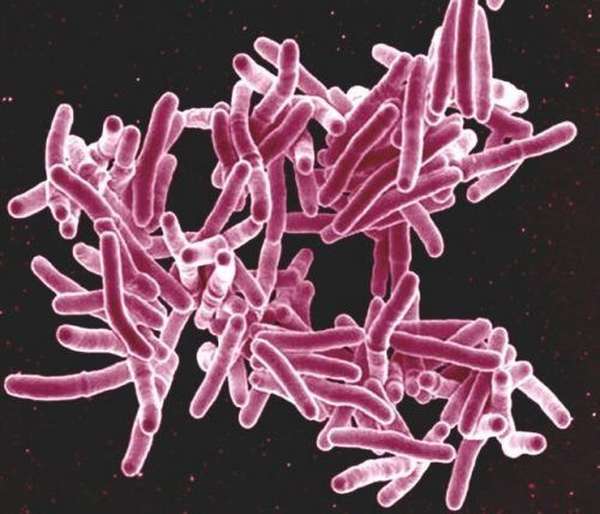 Бактерия, вызывающая туберкулёз